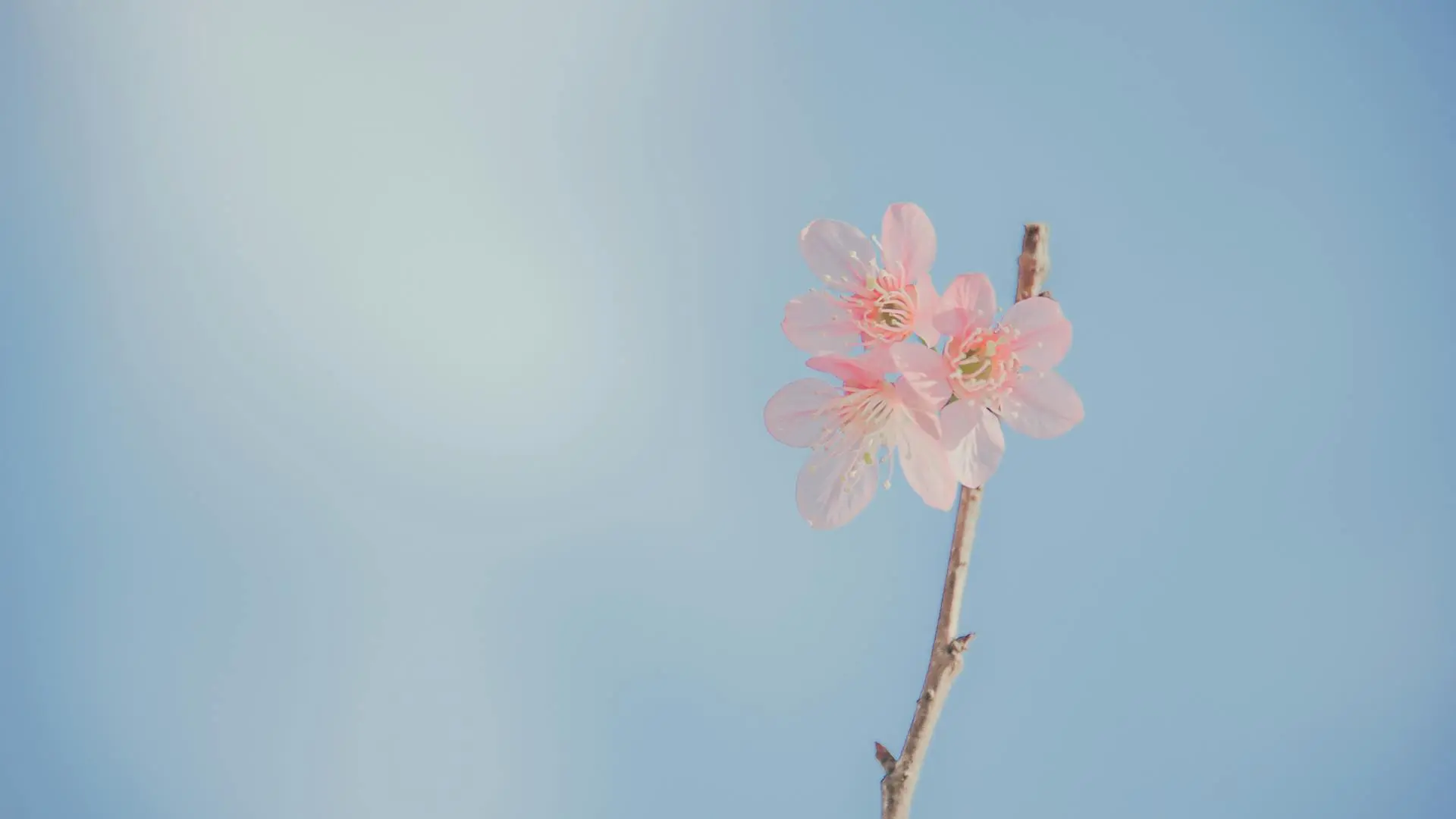 flores modas lurar